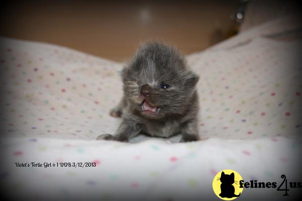 sugrbabies Picture 3